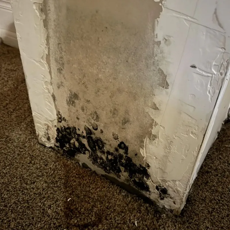 Professional Mold Removal in Plainfield, IN
